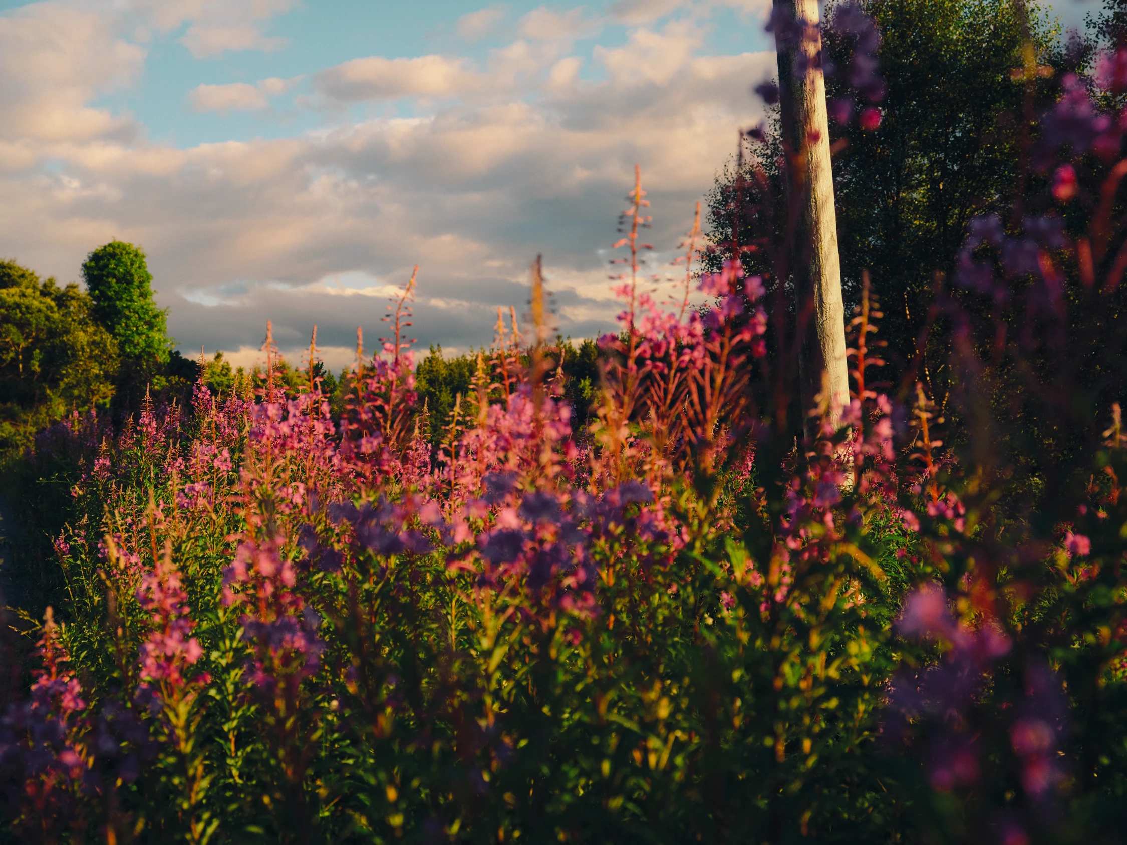 MICHAELHANISCH_MHA4794_v2